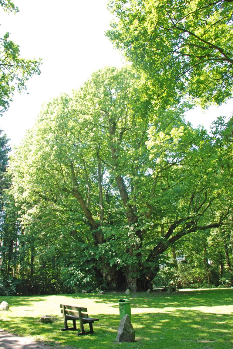 Das Ende der Scharpenburg bei Heede vor 350 Jahren Bild 5